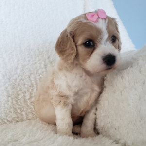 Labradoodle Puppy Chloe