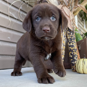 Labrador Retriever Puppy Jace