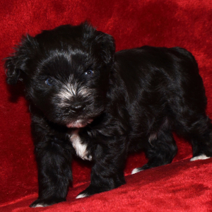 Miniature Schnauzer Puppy Porter
