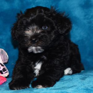 Miniature Schnauzer Puppy Porter