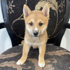 Shiba Inu Puppy Toby