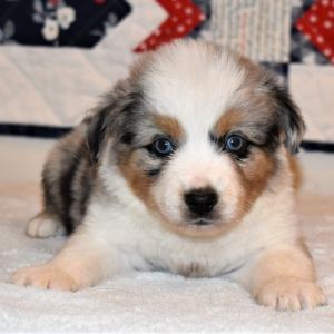 Australian Shepherd Puppy Ceasar