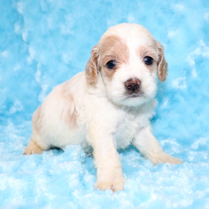 Cockapoo Puppy Raine