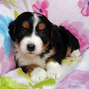 Bernedoodle Puppy Karson