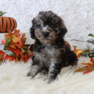 Cavapoo Puppy Isabelle