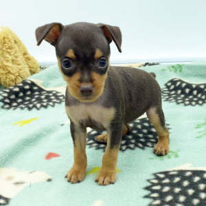 Miniature Pinscher Puppy Milly