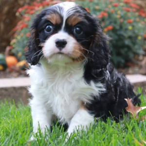 Cavalier King Charles Spaniel Puppy Brandon