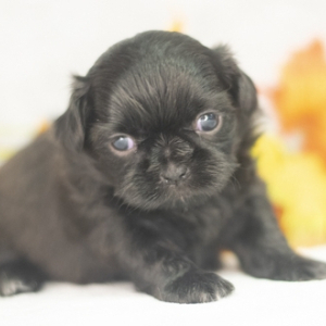 Shih Tzu Puppy Sabrie
