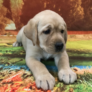 Labrador Retriever Puppy Riviera
