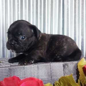 French Bulldog Puppy Carter