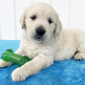 Golden Retriever Puppy Rueben