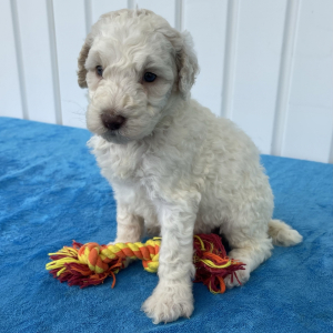 Poodle Puppy Simone