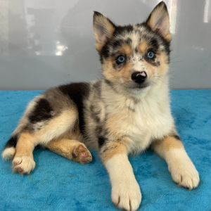 Pomsky Puppy Trinity
