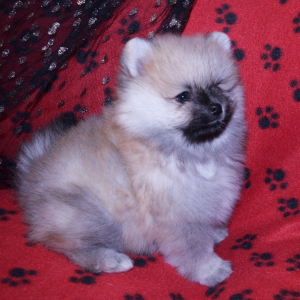 Pomeranian Puppy Tosha
