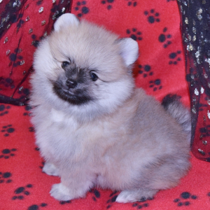 Pomeranian Puppy Tosha
