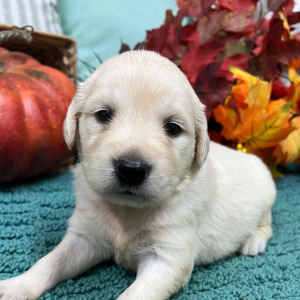 Golden Retriever Puppy Jasmine