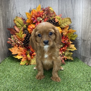 Cavalier King Charles Spaniel Puppy Diamond