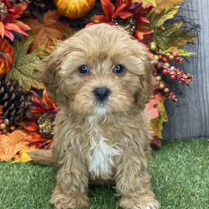 Cavapoo Puppy Beauty