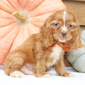 Cocker Spaniel Puppy Rivers