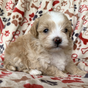 Maltipoo Puppy Claire