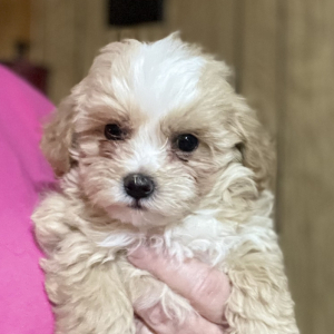 Maltipoo Puppy Claire