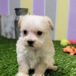 Morkie Puppy Nelly