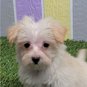 Morkie Puppy Nelly