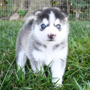 Pomsky Puppy Milo