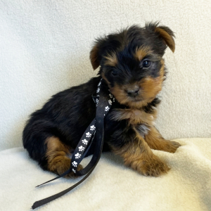 Yorkshire Terrier Puppy Chip