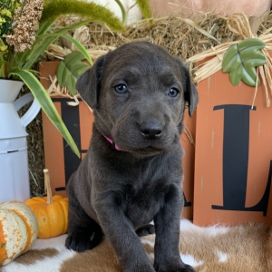 Labrador Retriever Puppy Remy