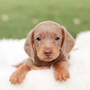Dachshund Puppy Babe