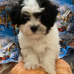 Coton de Tulear Puppy Dakota