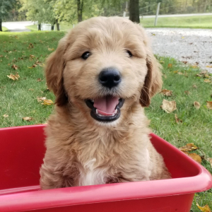 Goldendoodle Puppy Major