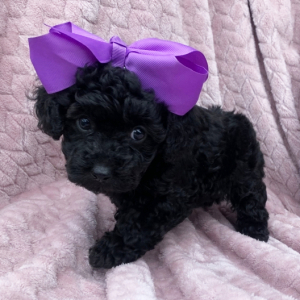 Poodle Puppy Quin