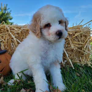 Bichonpoo Puppy Snoopy