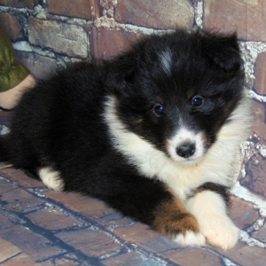Shetland Sheepdog Puppy Suzie Q