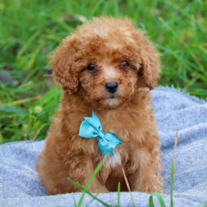 Poodle Puppy Lynn