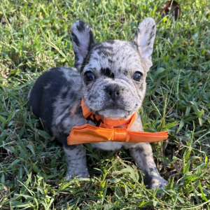 French Bulldog Puppy Triston