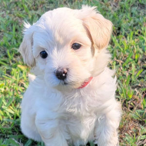 Maltipoo Puppy Carrie
