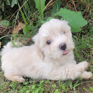 Maltipoo Puppy Carrie