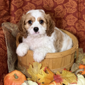 Cavapoo Puppy Tanner