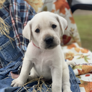 Labrador Retriever Puppy Brody