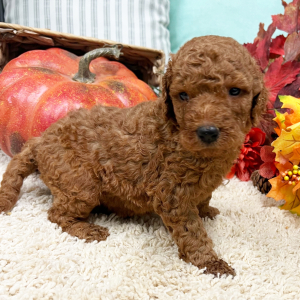 Goldendoodle Puppy Heidi