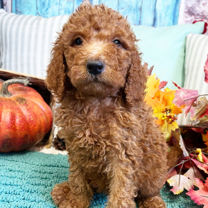 Goldendoodle Puppy Heidi