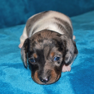 Dachshund Puppy Griffin