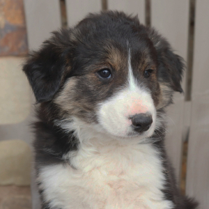 Border Collie Puppy Ace