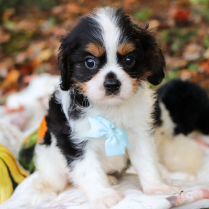 Cavalier King Charles Spaniel Puppy Jacobi