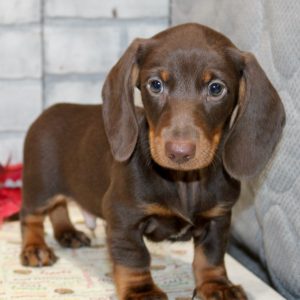 Dachshund Puppy Echo