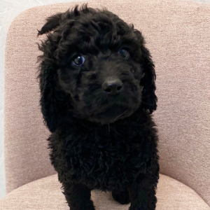 Labradoodle Puppy Kannon