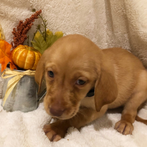 Labrador Retriever Puppy Penny